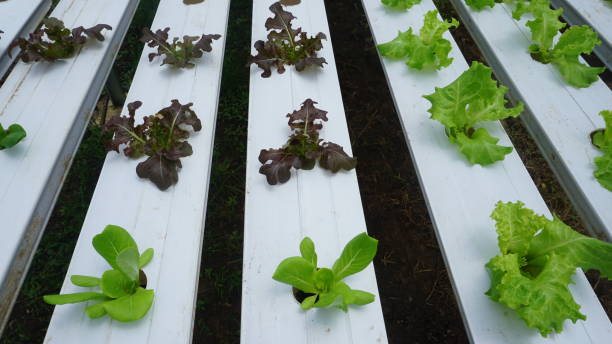 Red lettuce and green lettuce thrive with the hydroponic method, in a greenhouse stock photo