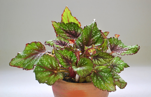 One of the types of begônia planted in a handmade pot. Begonia is an ornamental plant native to Brazil.