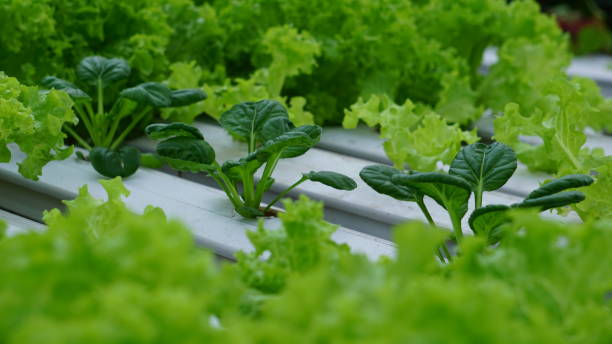 pagoda mustard greens or tatsoi among curly lettuce, thrives in a greenhouse stock photo