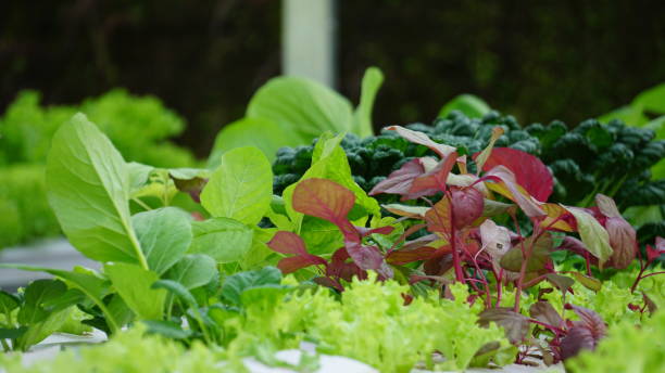 red spinach vegetables with hydroponic method stock photo