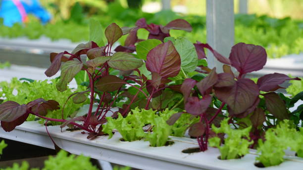 red spinach vegetables with hydroponic method stock photo
