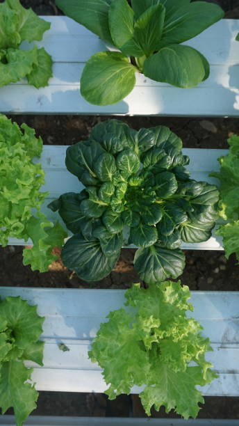 pagoda mustard greens or tatsoi among curly lettuce, thrives in a greenhouse stock photo