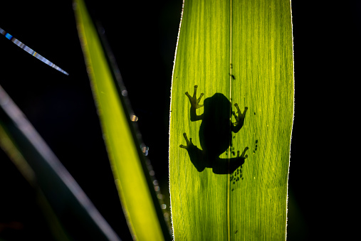 Silhouette of an european tree frog (Hyla arborea) resting on reed.
