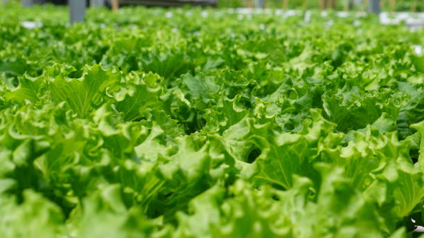 hydroponic lettuce plants in a green house from various views stock photo