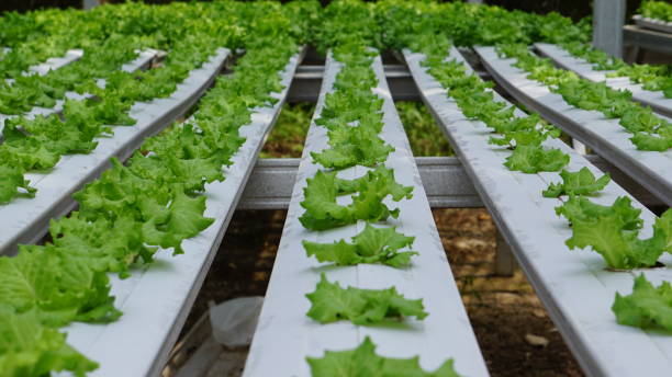 hydroponic lettuce plants in a green house from various views stock photo