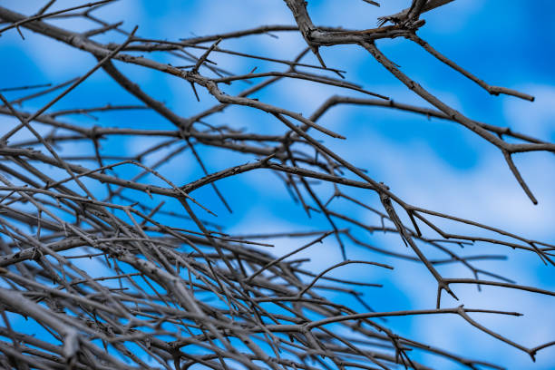 branche d’arbre sèche ciel bleu, gros plan - branch dry defocused close up photos et images de collection