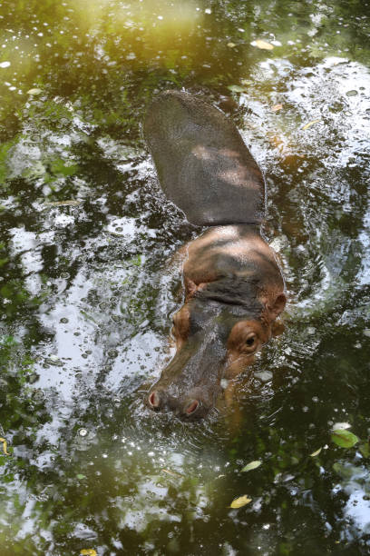 istock The Big hippopotamus is float in river 1455762956