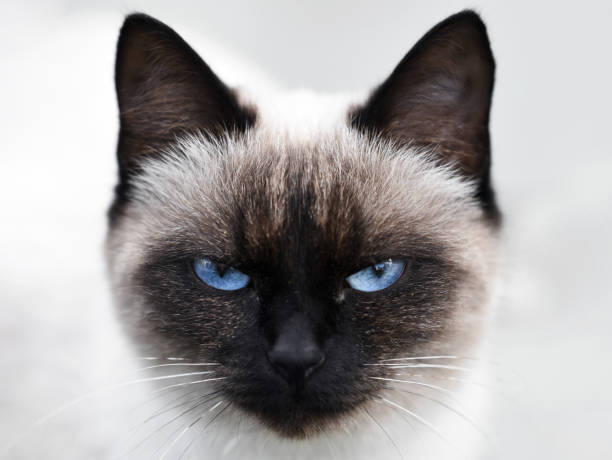 istock Portrait of Siamese cat on light background 1455763676