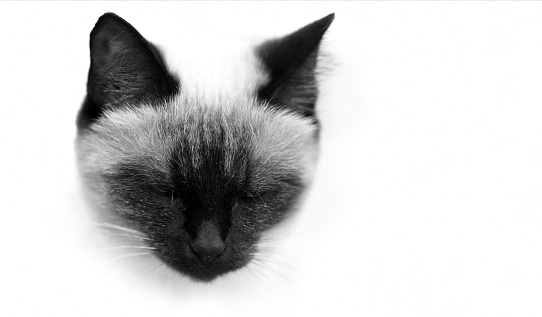 Black and white portrait of Siamese cat with almost closed eyes. Animal's head on white background