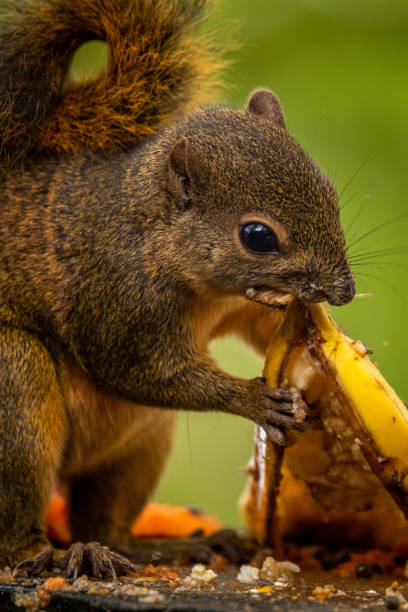 istock Vertical shot of a red tailed squirrel in Costa Rica 1455763713
