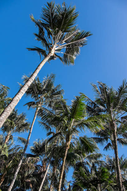 istock Palm trees in Canary Islands 1455765764