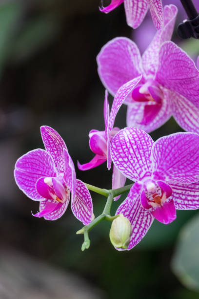 istock Pink orchids in a garden 1455765852