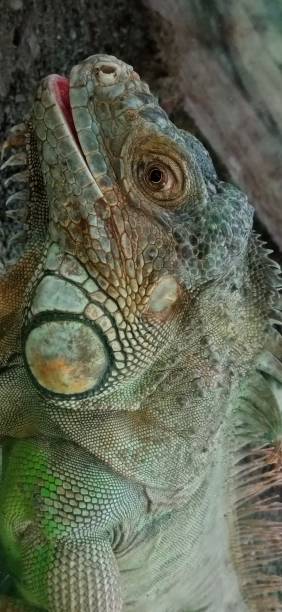 Iguanas Adult Iguanas Adult in West Java, Cikao Park Indonesian giant bearded dragon stock pictures, royalty-free photos & images