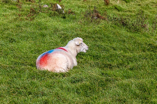 A sheep relaxing in the grass.