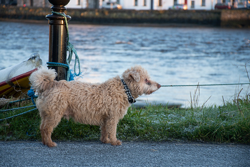 closeup on small dirty dog tied to pole on cold winter morning on the banks of the river corrib in galway