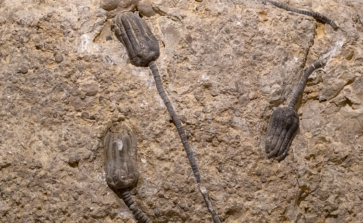 Imprint in the stone of petrified crinoids as a fossil