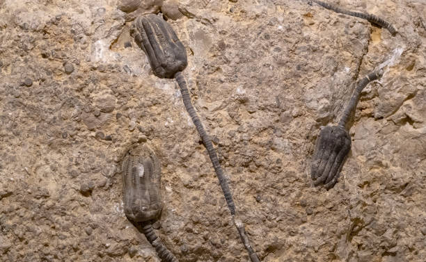 криноиды (окаменелости) - морская лилия стоковые фото и изображения
