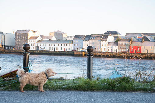 small dirty dog tied to a pole on a cold winter morning on the banks of the river corrib in galway