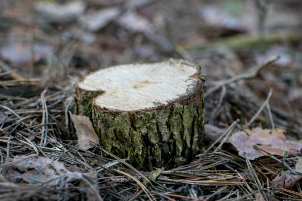 istock Stump in a pine forest. Deforestation, agriculture and forestry 1455768064