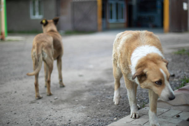 istock Two stray dogs on street. Pets without owner. 1455768699