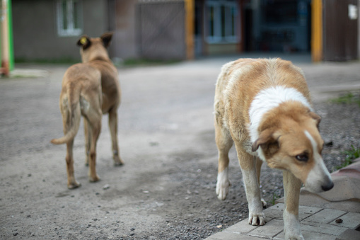 Two stray dogs on street. Pets without owner. Animal is abandoned.