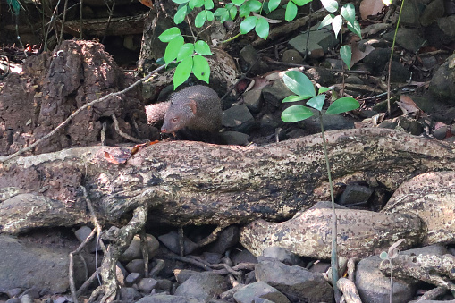 Stock photo showing a stoney riverbank being explored by two mongooses (mongeese).