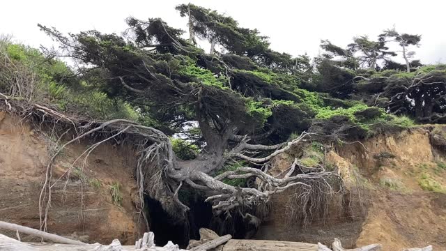The Tree of Life on Kalaloch Beach in the Olympic National Park