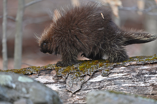 Young porcupine traveling on log in the Connecticut wilderness at dusk, winter