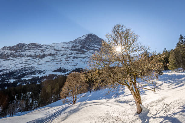 солнце выходит из-за северной стороны эйгера и светит в лес долины гриндельвальд, швейцария - north face eiger mountain стоковые фото и изображения