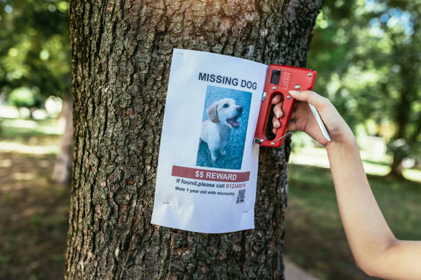 los niños están buscando un perro desaparecido, colocando carteles. - lost pet fotografías e imágenes de stock