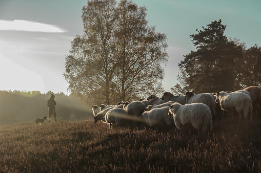 Brunssum, Netherlands - September 03, 2012. Shepherd leading his herd over the heath cold Brunssummerheide.