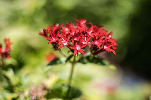 A selective focus of a red Pentas lanceolata or Egyptian star cluster, in a garden on a sunny day