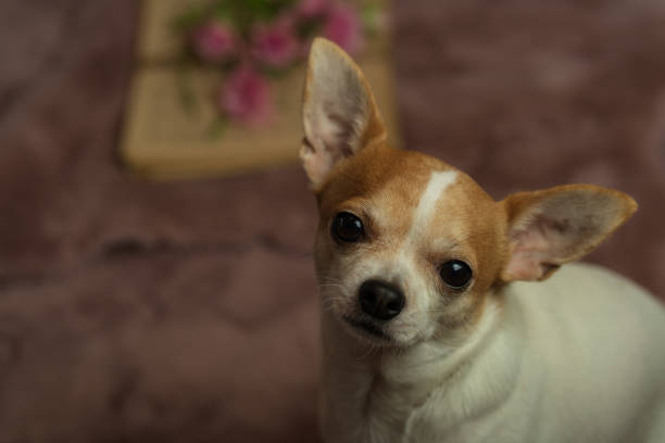 istock Selective focus shot of a cute Chihuahua looking into the camera while sitting on a bed 1455771279