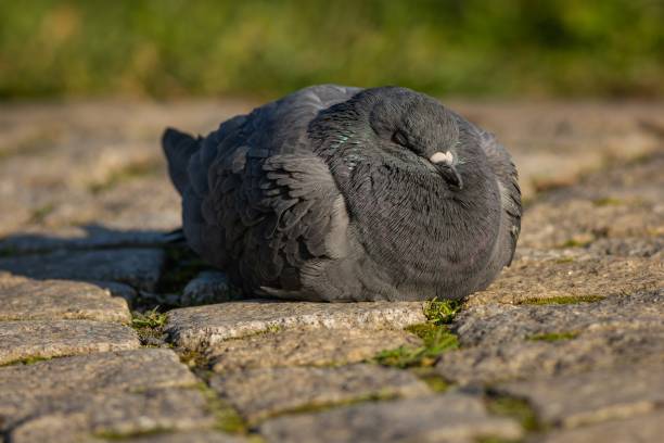 Is It Normal For My Archangel Pigeon To Sleep During The Day? Discover Why 4 Is It Normal For My Archangel Pigeon To Sleep During The Day? Discover Why