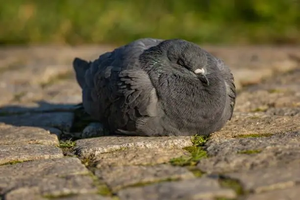 Photo of A grey domestic pigeon