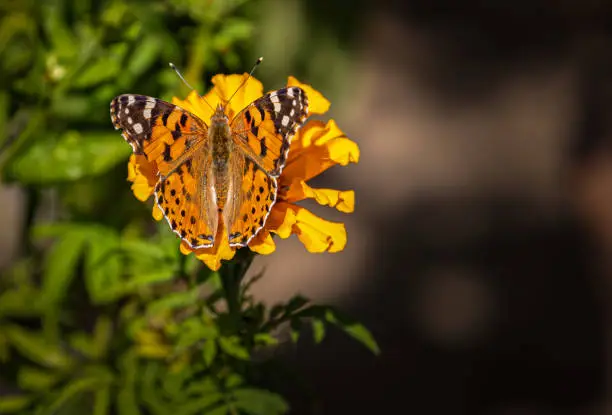 A photo of painted lady butterfly on a flower in garden