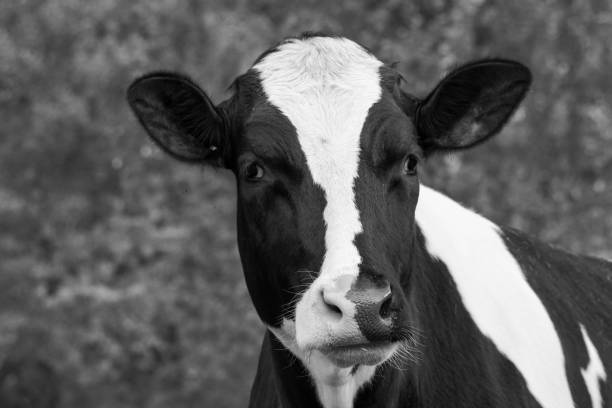 Black and White Cow on meadow eating grass