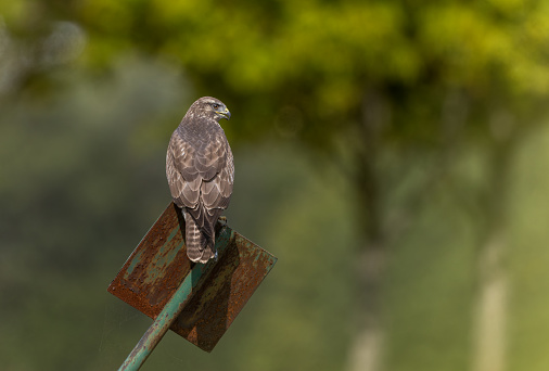 Common buzzard (Buteo buteo) perching on an old sign.