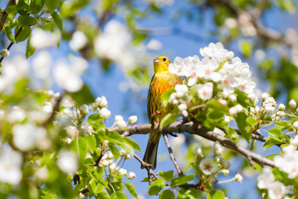 istock bird among the branches of a flowering tree 1455773723