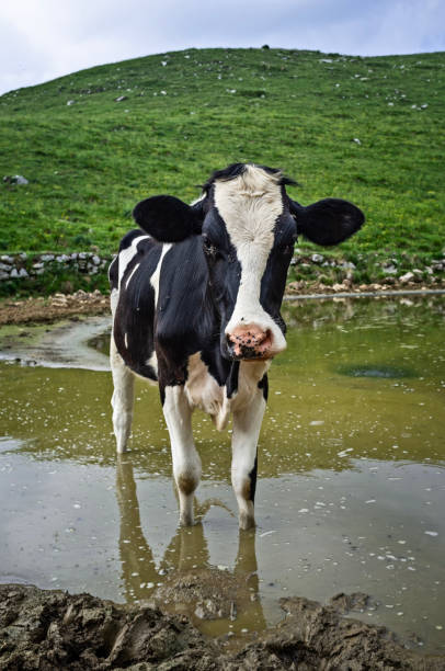 istock cow in the puddle of water, 1455774176
