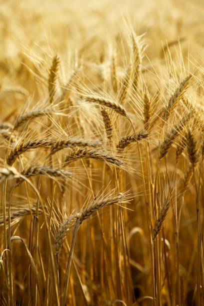 istock Field of ripe wheat 1455774182