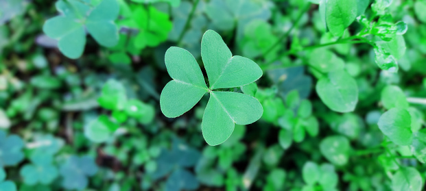 Saint Patrick’s Day is Irish tradition.