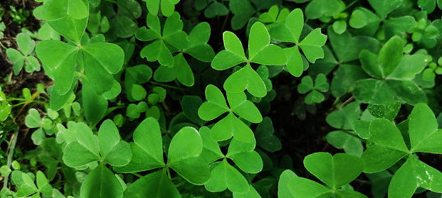 fluorescent clovers in the night