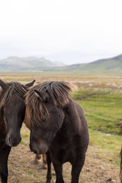 istock Vertical shot of two horses during the day 1455774448