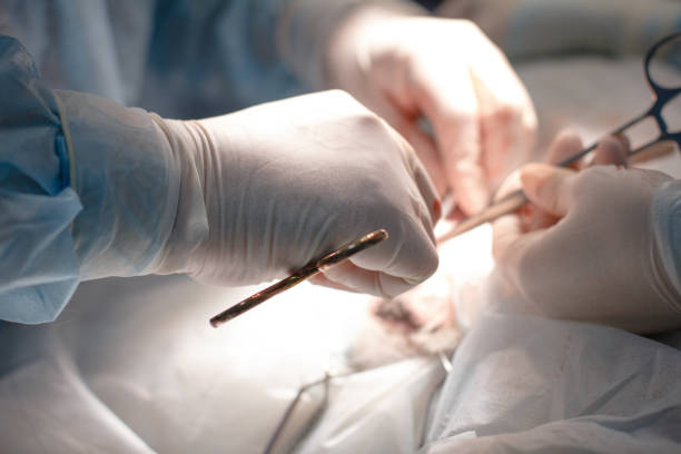 Big plan. Hands of a veterinary surgeon in gloves sew up a surgical incision on the abdomen of a pet. The surgeon holds the needle and thread with a clamp. Big plan. Hands of a veterinary surgeon in gloves sew up a surgical incision on the abdomen of a pet. The surgeon holds the needle and thread with a clamp.. stitches wound surgery nurse stock pictures, royalty-free photos & images