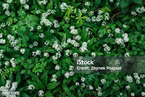 istock Green forest floor with flowering wild garlic at springtime 1455777378