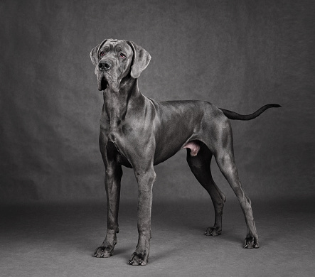 Studio shot of standing Great Dan dog with uncropped ears on a gray background