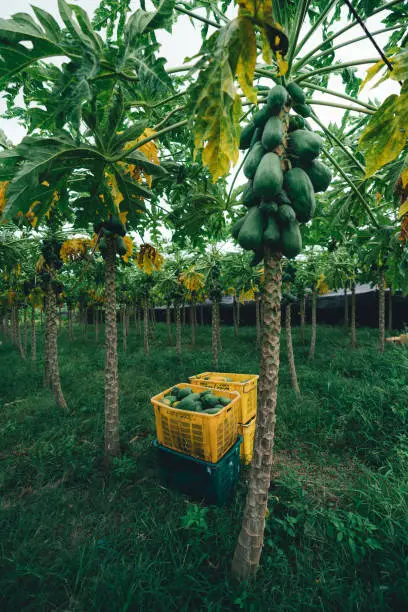 A vertical shot of the 'Carica papaya' harvesting; several trees in line loaded with a lot of unripe papayas to be collected in colorful boxes like the ones in the image packed with fruit