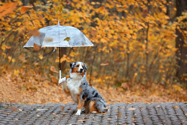 istock Dog in autumn 1455777800