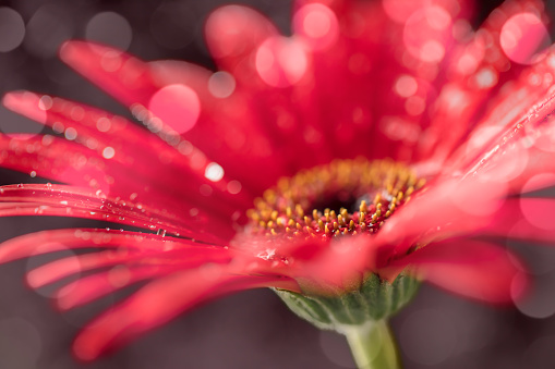 Close-up of a red Gerbera flower with water drops. Shallow depth of field, beautiful bokeh.